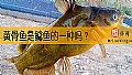 《黄骨鱼是鲶鱼的一种吗？》封面图