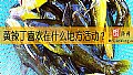 《黄辣丁喜欢在什么地方活动？》封面图