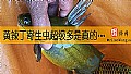 《黄辣丁寄生虫超级多是真的吗？》封面图