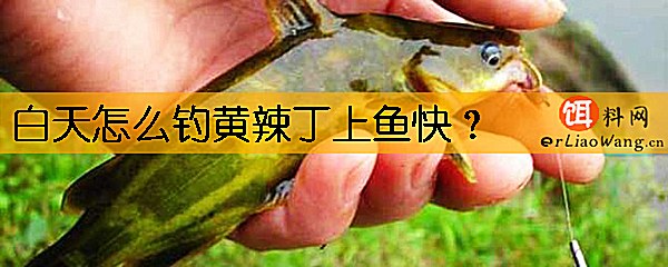 白天怎么钓黄辣丁上鱼快
