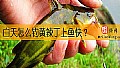 《白天怎么钓黄辣丁上鱼快？》封面图