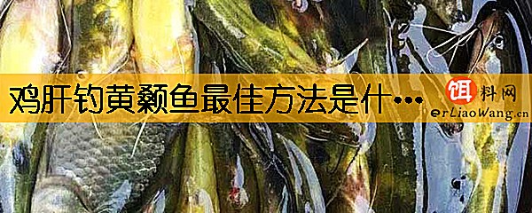 鸡肝钓黄颡鱼最佳方法是什么