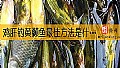 《鸡肝钓黄颡鱼最佳方法是什么？》封面图