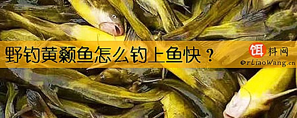 野钓黄颡鱼怎么钓上鱼快