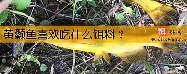 黄颡鱼喜欢吃什么饵料