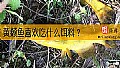黄颡鱼喜欢吃什么饵料？