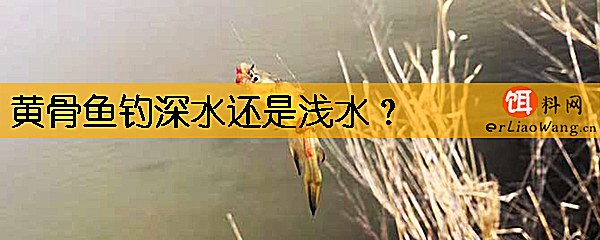 黄骨鱼钓深水还是浅水