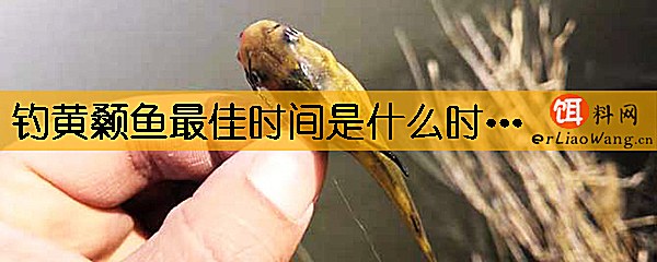 钓黄颡鱼最佳时间是什么时候