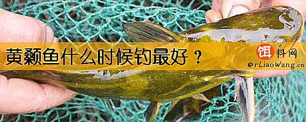 黄颡鱼什么时候钓最好