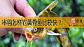 《串钩怎样钓黄骨鱼比较快？》封面图