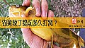 钓黄辣丁提前多久打窝？