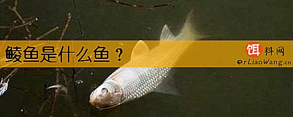 鲮鱼是什么鱼
