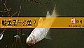 《鲮鱼是什么鱼？》封面图