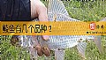 《鲮鱼有几个品种？》封面图