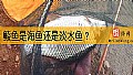 《鲮鱼是海鱼还是淡水鱼？》封面图