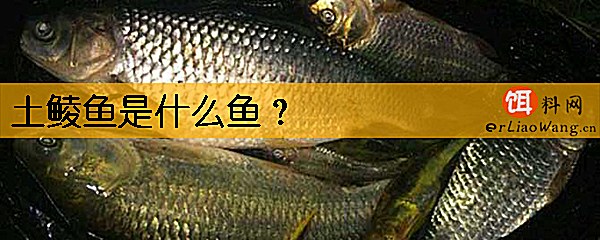 土鲮鱼是什么鱼
