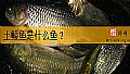 《土鲮鱼是什么鱼？》封面图