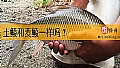 《土鲮和麦鲮一样吗？》封面图