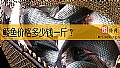 《鲮鱼价格多少钱一斤？》封面图