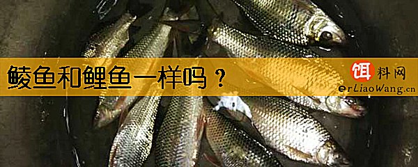 鲮鱼和鲤鱼一样吗