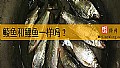 《鲮鱼和鲤鱼一样吗？》封面图