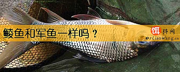 鲮鱼和军鱼一样吗