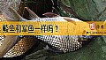 《鲮鱼和军鱼一样吗？》封面图