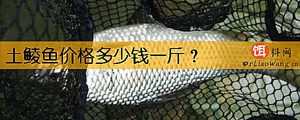 土鲮鱼价格多少钱一斤