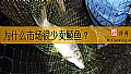 《为什么市场很少卖鲮鱼？》封面图