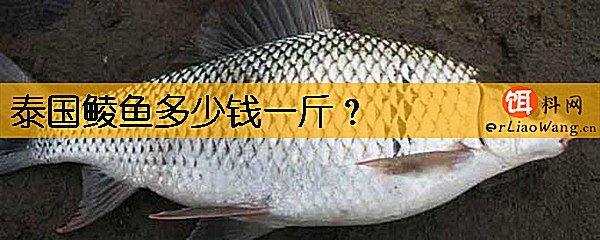 泰国鲮鱼多少钱一斤