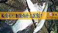 《鲮鱼和红眼鱼有什么区别？》封面图