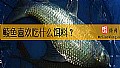 鲮鱼喜欢吃什么饵料？