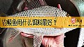 钓鲮鱼用什么饵料最好？