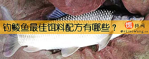 钓鲮鱼最佳饵料配方有哪些