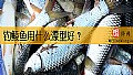 《钓鲮鱼用什么漂型好？》封面图