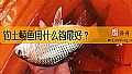 《钓土鲮鱼用什么钩最好？》封面图