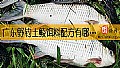 《广东野钓土鲮饵料配方有哪些？》封面图