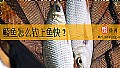 《鲮鱼怎么钓上鱼快？》封面图