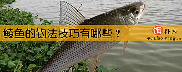 鲮鱼的钓法技巧有哪些