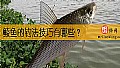 《鲮鱼的钓法技巧有哪些？》封面图