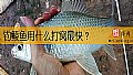 《钓鲮鱼用什么打窝最快？》封面图