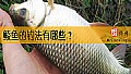 《鲮鱼的钓法有哪些？》封面图