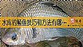 《水库钓鲮鱼技巧和方法有哪些？》封面图