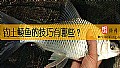 《钓土鲮鱼的技巧有哪些？》封面图