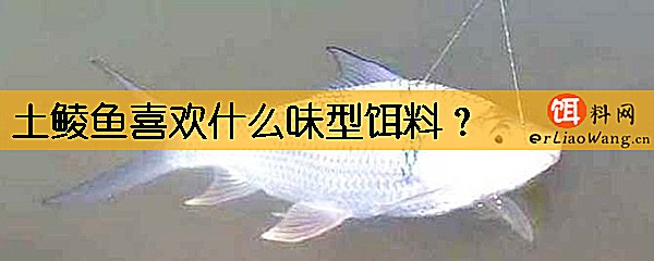 土鲮鱼喜欢什么味型饵料