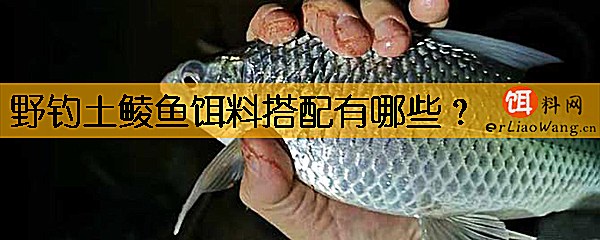 野钓土鲮鱼饵料搭配有哪些