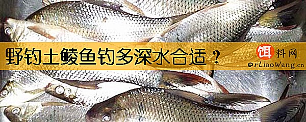 野钓土鲮鱼钓多深水合适