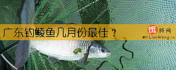 广东钓鲮鱼几月份最佳