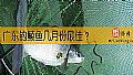 《广东钓鲮鱼几月份最佳？》封面图