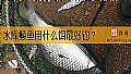 《水库鲮鱼用什么饵最好钓？》封面图